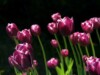 Permanent Link to Na Valentýna jsem dostala květinu, to znamená … Tulipán